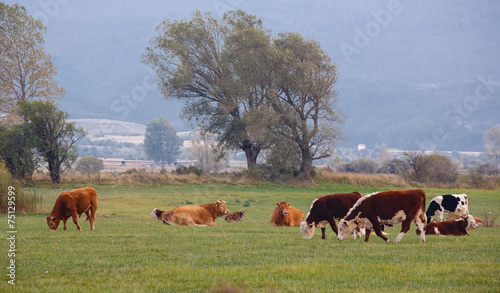 Herd of cows © psvrusso