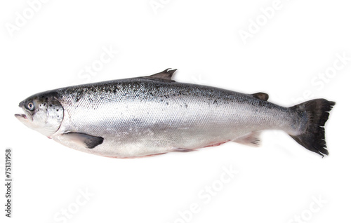 Whole Scottish salmon fish isolated on a white studio background