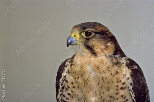 falco lanario (Falco biarmicus) ritratto