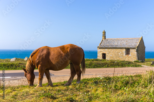 Cheval Breton photo