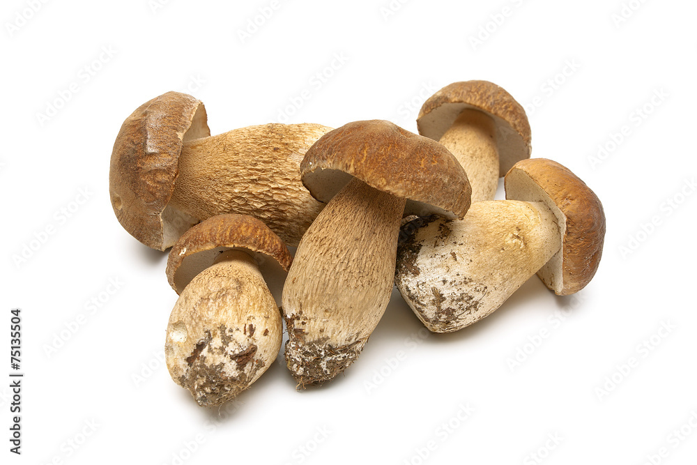 Fresh mushrooms isolated on a white background Fresh mushrooms isolated on a white background