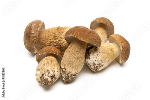 Fresh mushrooms isolated on a white background