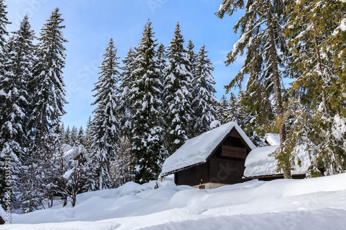 Winter forest in Alps © Kavita