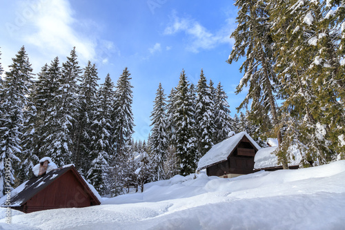 Winter forest in Alps © Kavita