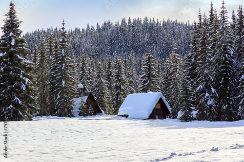 Winter forest in Alps photo