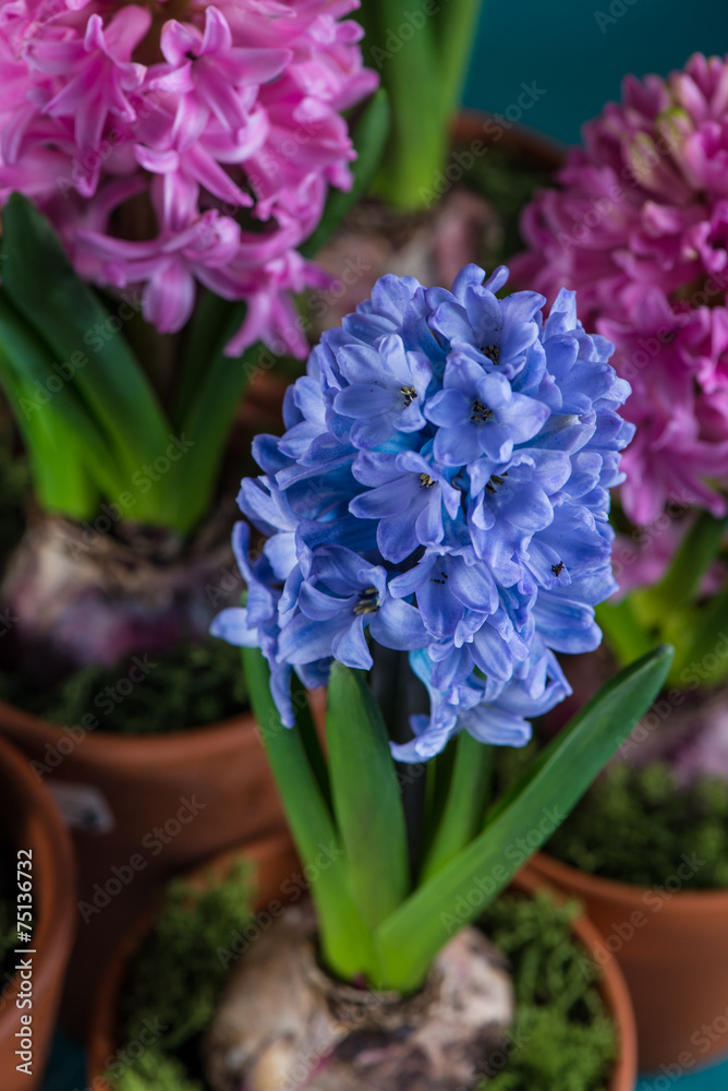 Close view on spring Hyacinth flower in ceramic pot