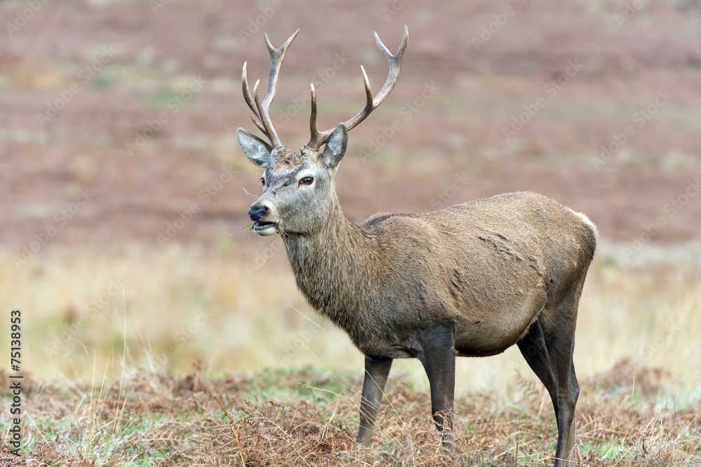 Red Deer Stag