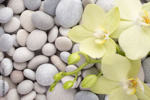 Fototapeta Naklejka Na Ścianę i Meble -  Orchid.