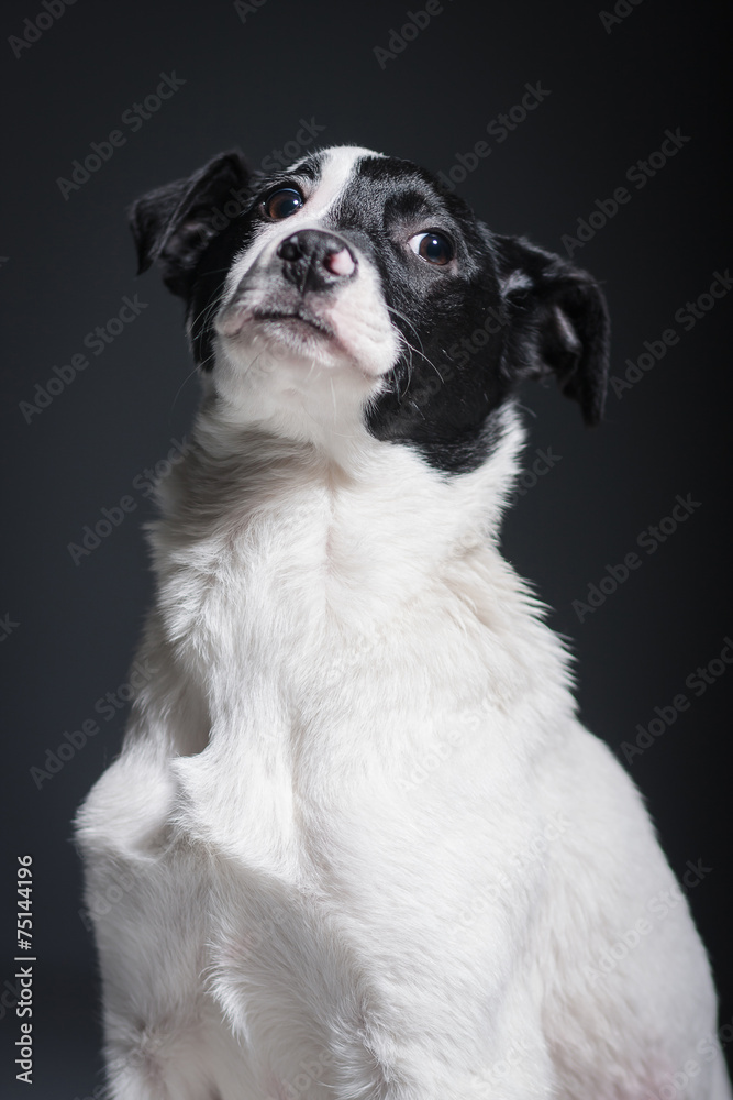 dog dog