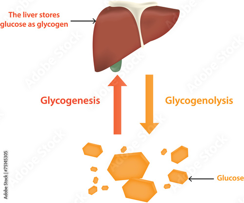 Glycolysis and Glycogenolysis photo