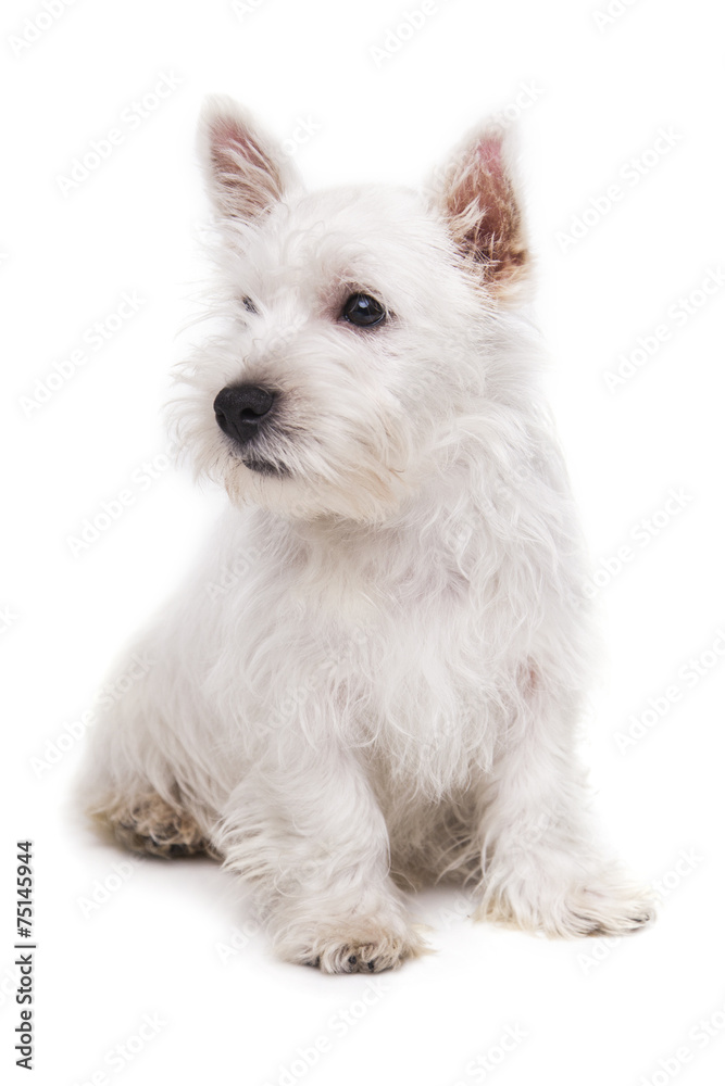 West Highland White Terrier puppy West Highland White Terrier puppy