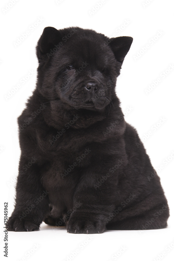 Fototapeta premium black chow-chow puppy
