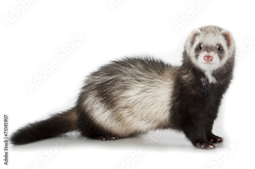 young ferret photo