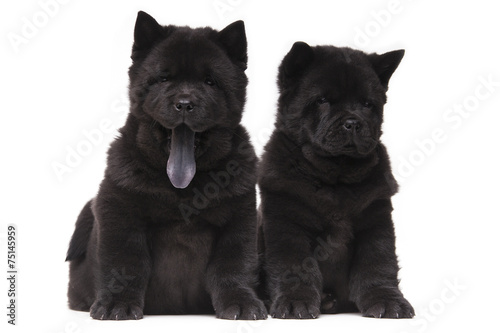 chow-chow black puppies