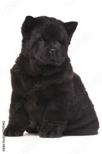 Fototapeta Naklejka Na Ścianę i Meble -  black chow-chow puppy