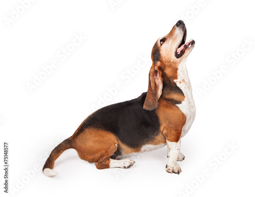 Basset Hound Dog Profile Looking Up