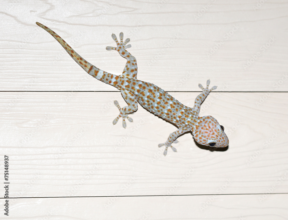 Naklejka premium photos of exotic Tokay gecko