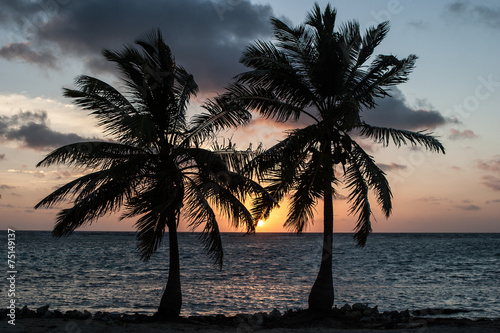 Two Coconut Palms