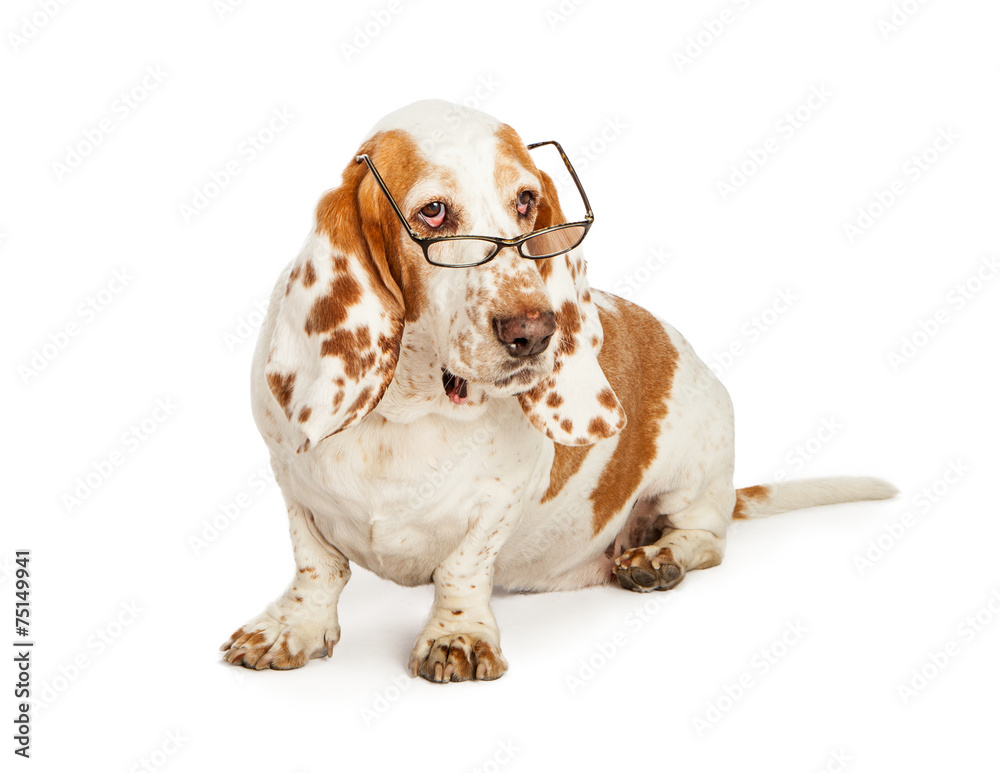 Basset Hound Dog Wearing Glasses