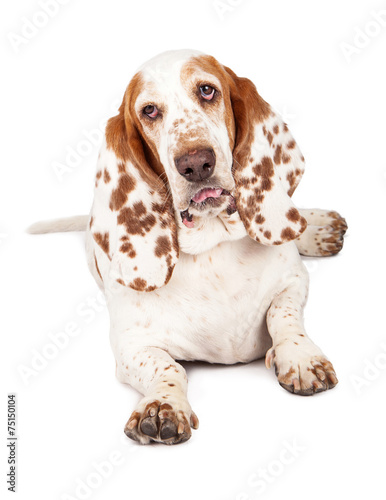 Basset Hound Dog With Funny Expression © adogslifephoto