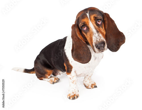 Black and Tan Basset Hound Looking Forward