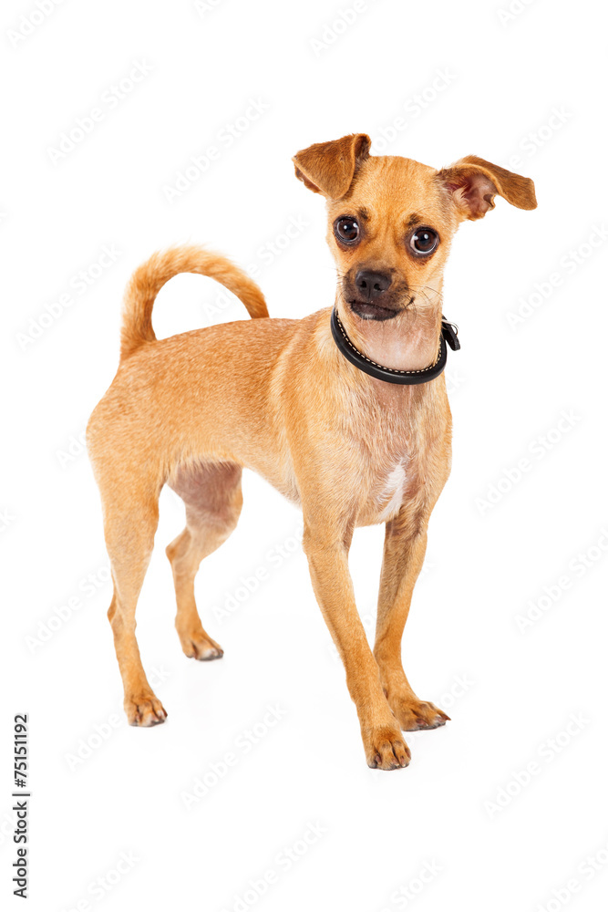 Chihuahua Dog With Big Brown Eyes Standing
