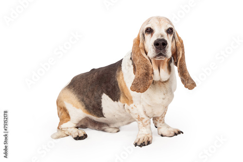 Light Color Basset Hound Dog
