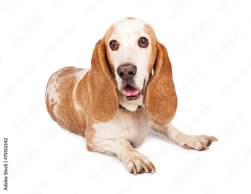 Pretty Basset Hound Dog Laying