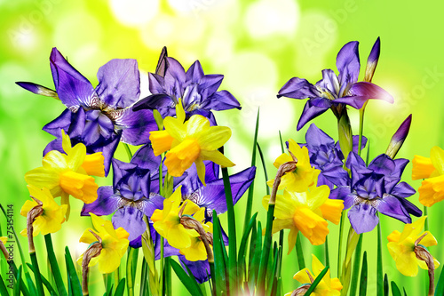 Fototapeta Naklejka Na Ścianę i Meble -  flowers irises. narcissus