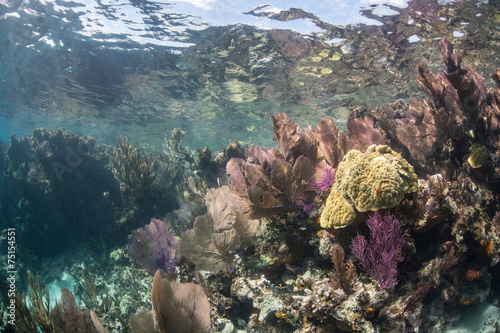 Caribbean Reef in Shallow Water