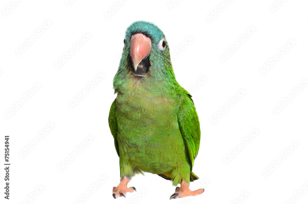 Obraz premium Blue Crown Conure