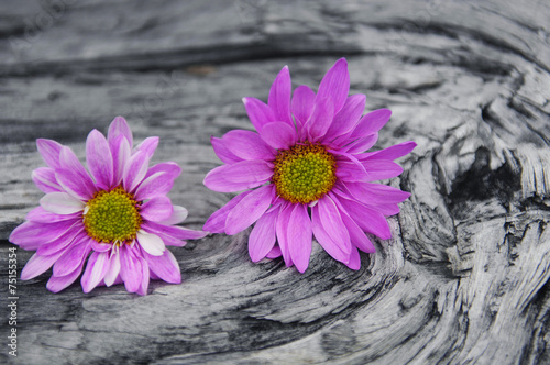 driftwood texture and pink flower
