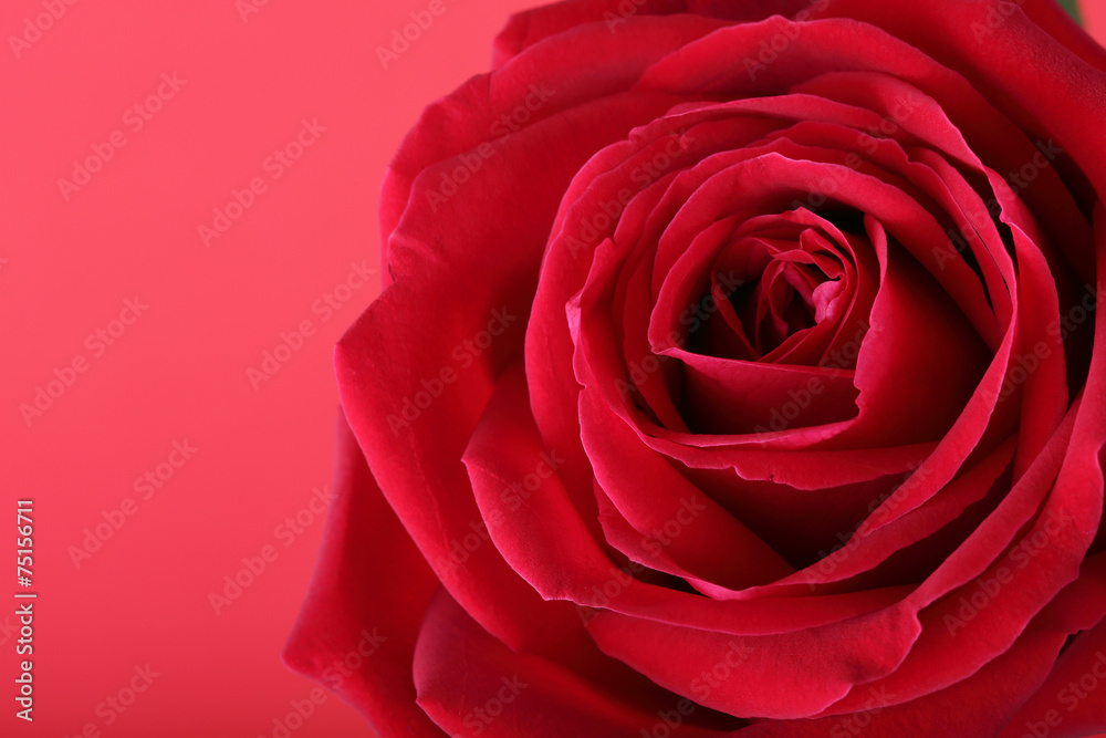red rose on red background red rose on red background