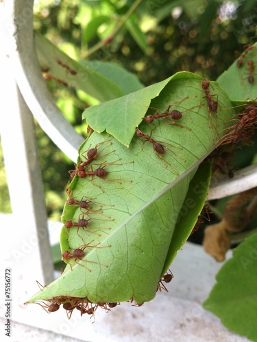 Teamwork of ant photo