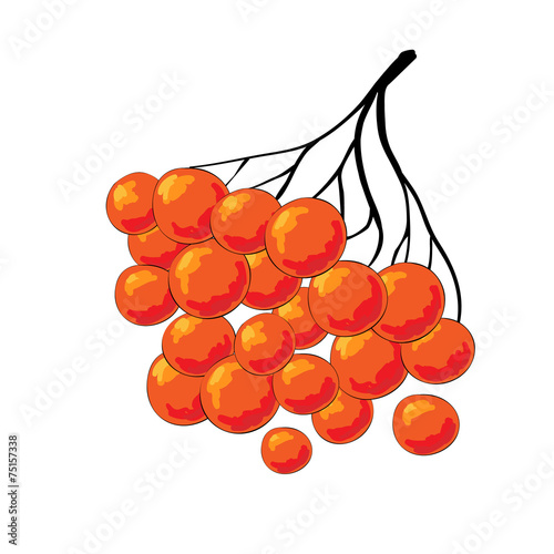 Branch of ashberry on white background. Rowan berry grape