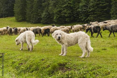 Dogs with a flock of sheep