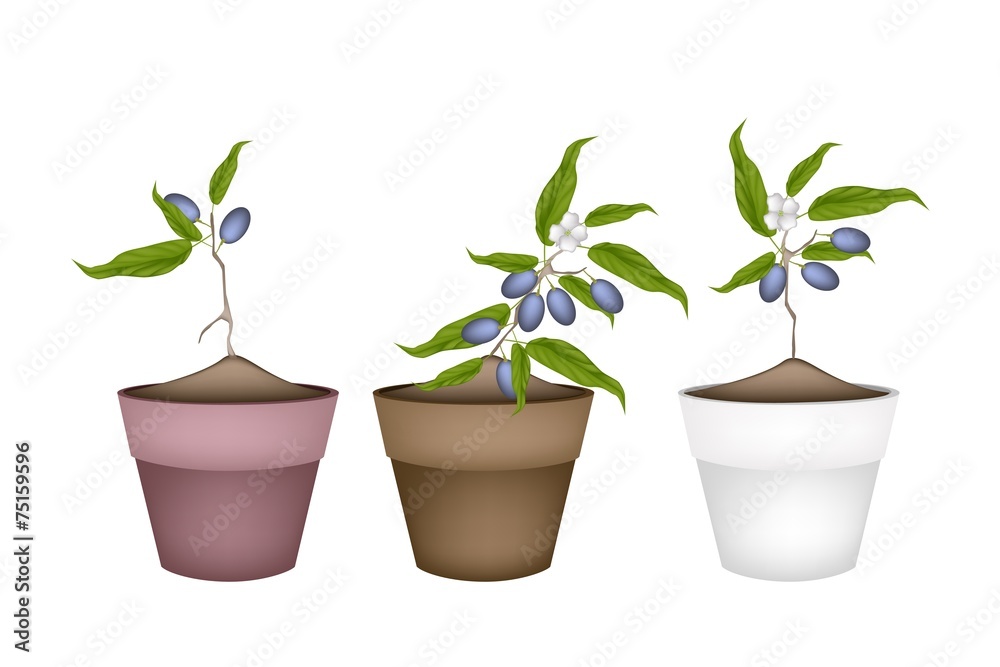 Chinese Olive Plants in Ceramic Flower Pots Chinese Olive Plants in Ceramic Flower Pots