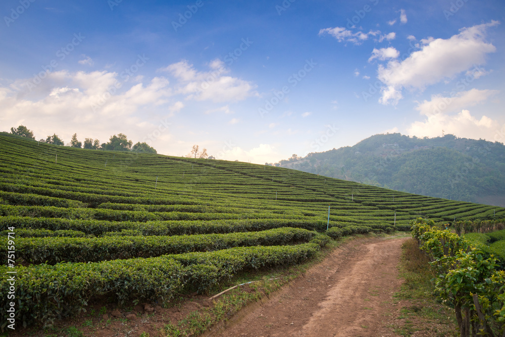 Tea plantation in Thailand
