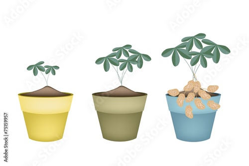 Three Peanuts Plant in Ceramic Flower Pots