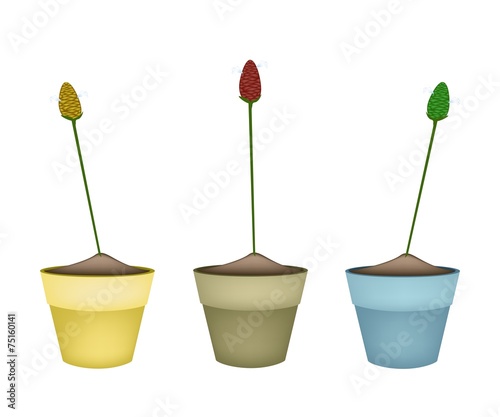 Zingiber Zerumbet Plants in Ceramic Flower Pots