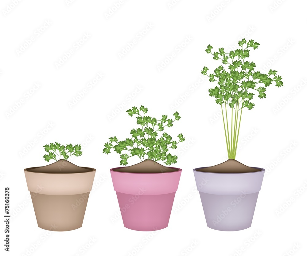 Fresh Green Coriander in Terracotta Flower Pots Fresh Green Coriander in Terracotta Flower Pots