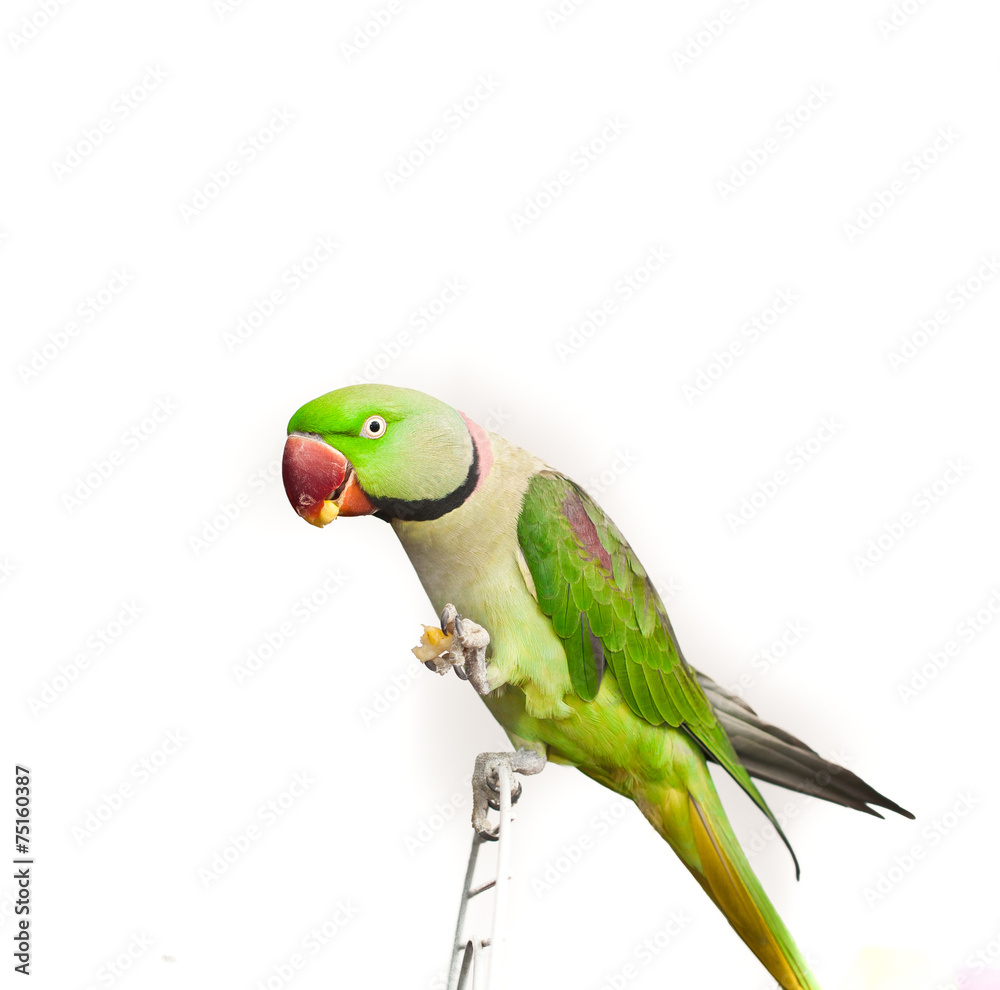 Close-up green parrot over white background