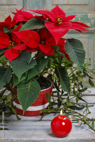 The poinsettia flower (Euphorbia pulcherrima)