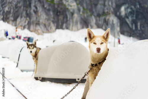 Alaskan sled dogs in training resting in igloos in between runs photo