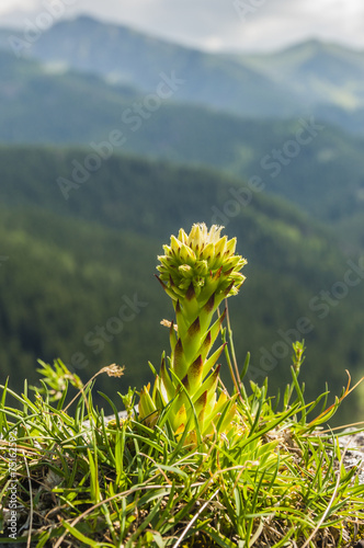 Jovibarba preissiana subsp. Omelcz. & Czopik photo