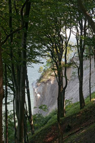 An der Steilk  ste im Nationalpark Jasmund  R  gen  Deutschland