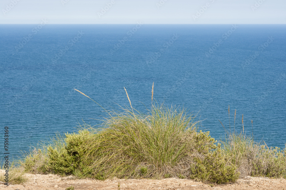 Alpha grass, Stipa tenacissima, growing by the Mediterranean Sea