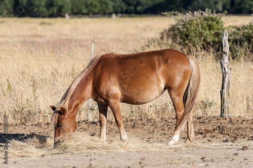 Chestnut horse feeding in the riding horse