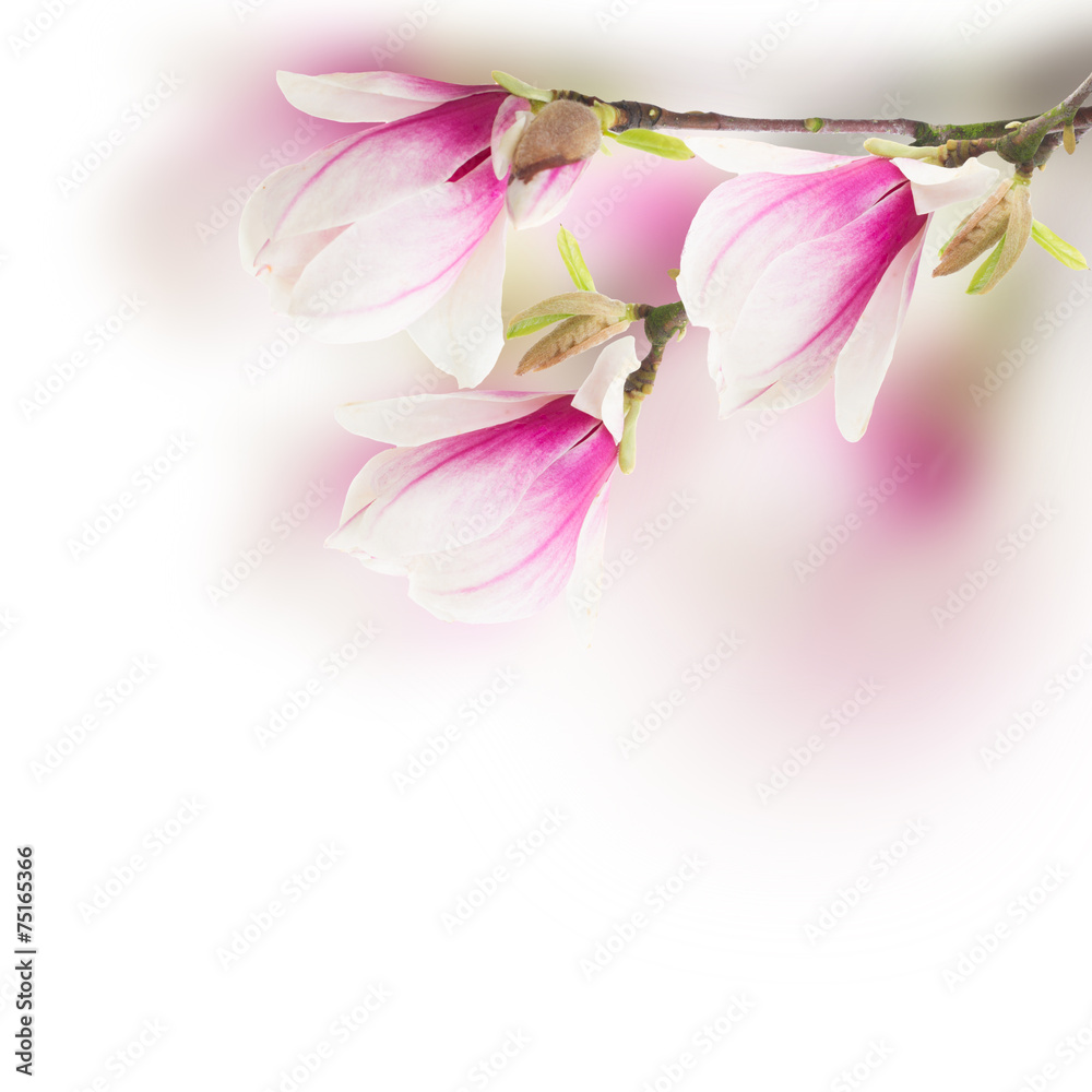pink magnolia tree Flowers pink magnolia tree Flowers