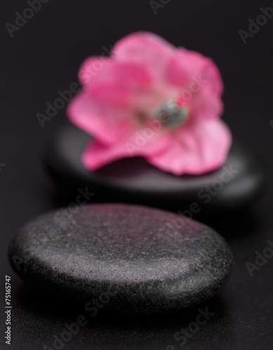 stone and petal
